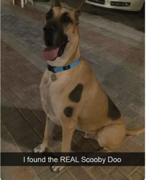 I found the REAL Scooby Doo