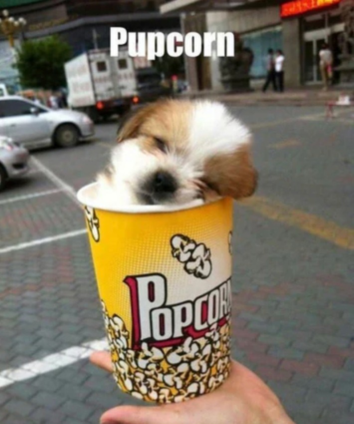 Pupcorn POPL OPCOR