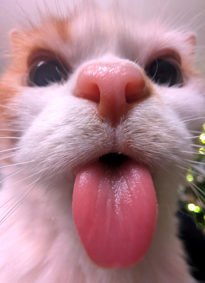 Cheezburger Image 10610914048