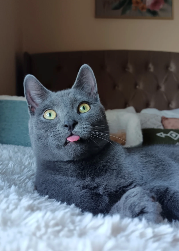 Cheezburger Image 10610914304