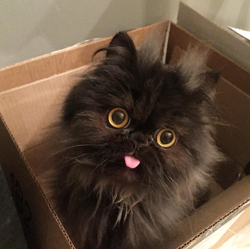 Cheezburger Image 10610914816