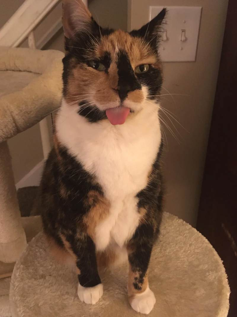 Cheezburger Image 10610915072