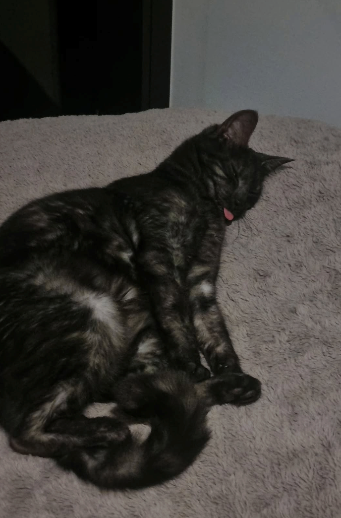 Cheezburger Image 10610915584