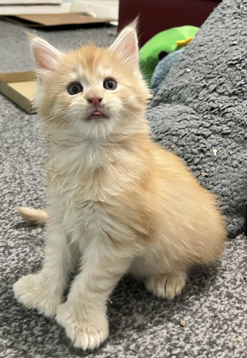 Cheezburger Image 10610915840