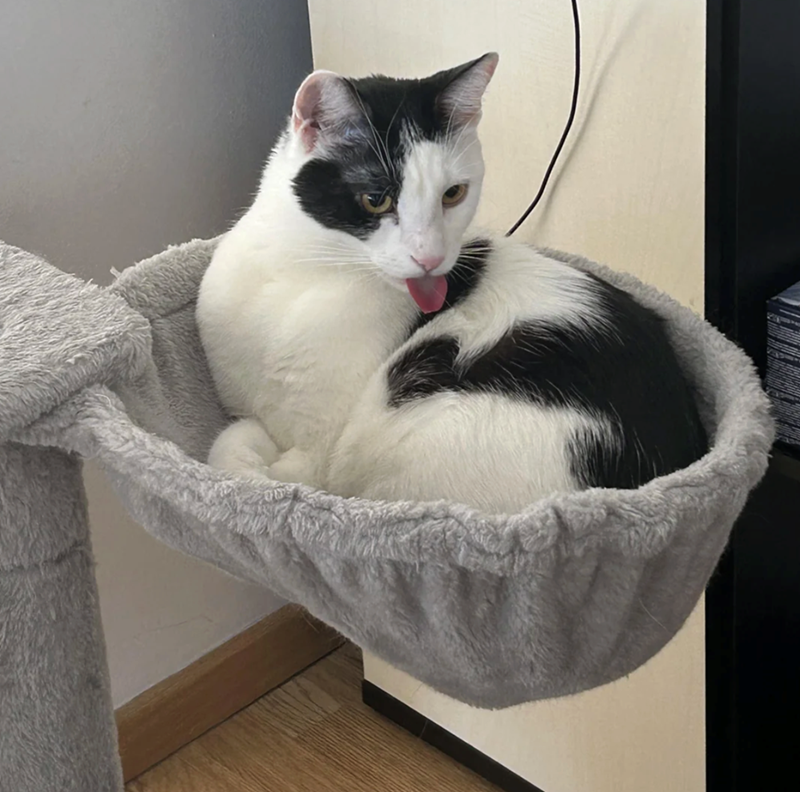 Cheezburger Image 10610916352