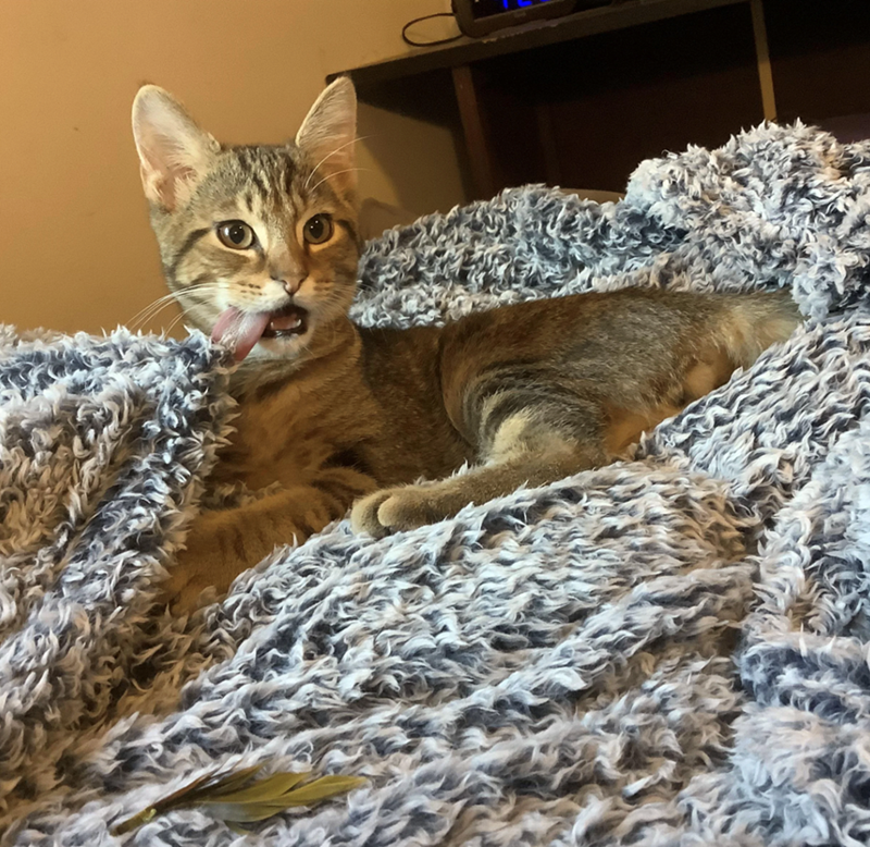 Cheezburger Image 10610916608