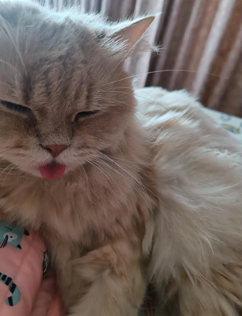 Cheezburger Image 10610917120