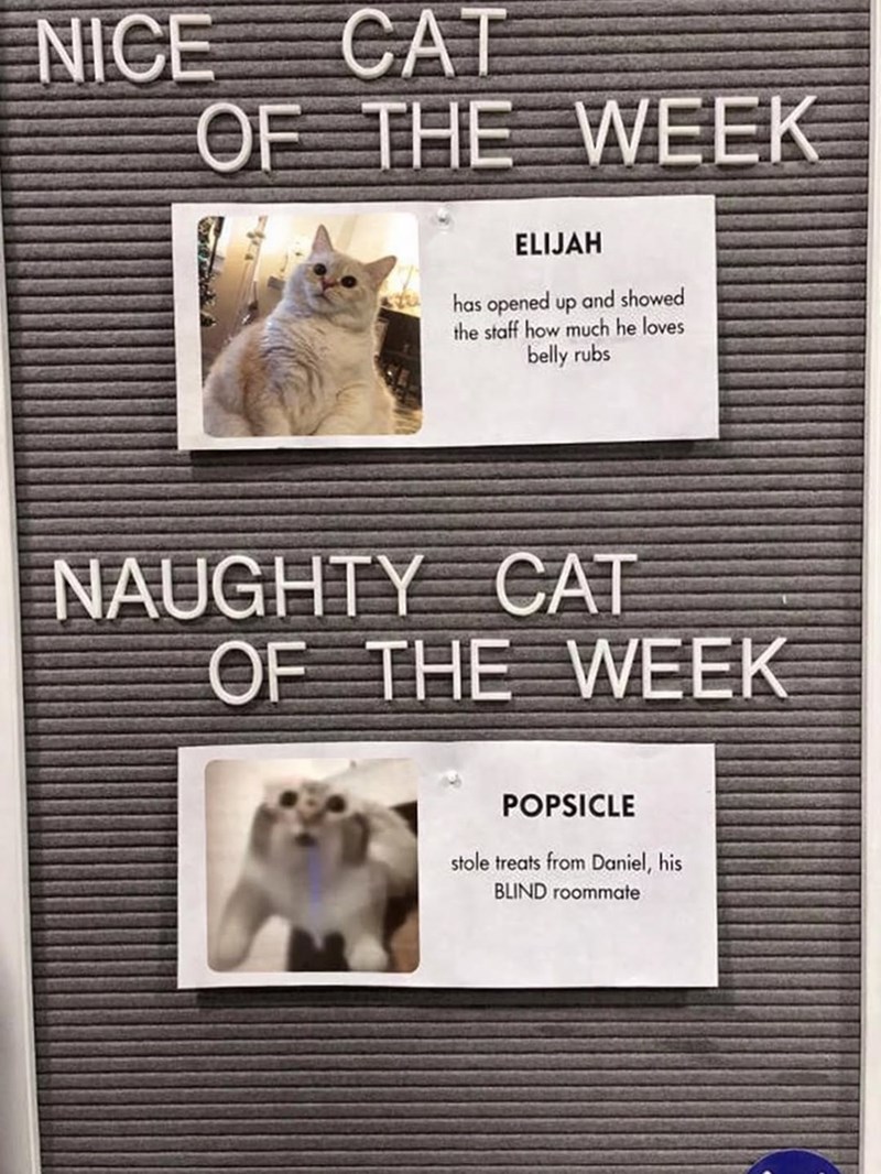 NICE CAT OF THE WEEK ELIJAH has opened up and showed the staff how much he loves belly rubs NAUGHTY CAT OF THE WEEK POPSICLE stole treats from Daniel, his BLIND roommate