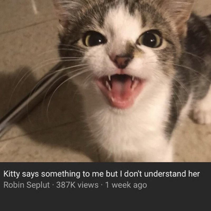 Kitty says something to me but I don't understand her Robin Seplut 387K views 1 week ago