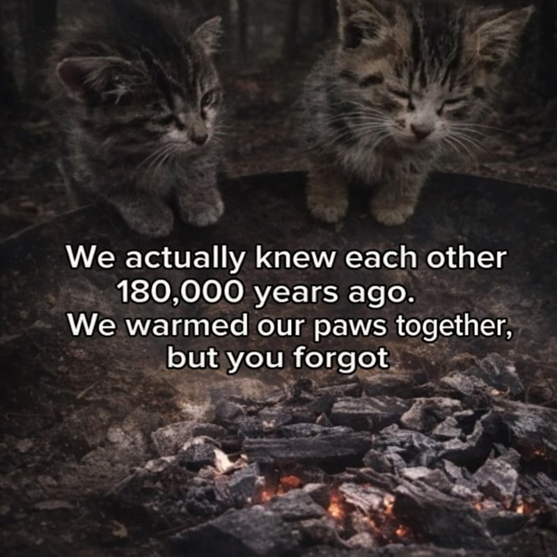 We actually knew each other 180,000 years ago. We warmed our paws together, but you forgot