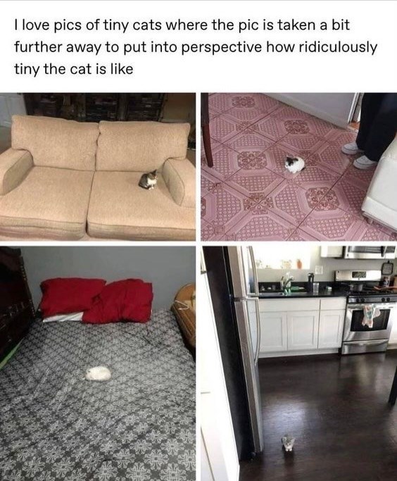 I love pics of tiny cats where the pic is taken a bit further away to put into perspective how ridiculously tiny the cat is like
