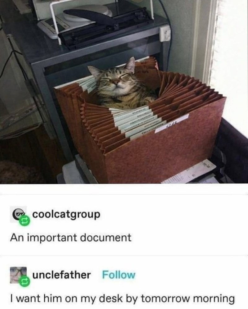 coolcatgroup An important document unclefather Follow I want him on my desk by tomorrow morning