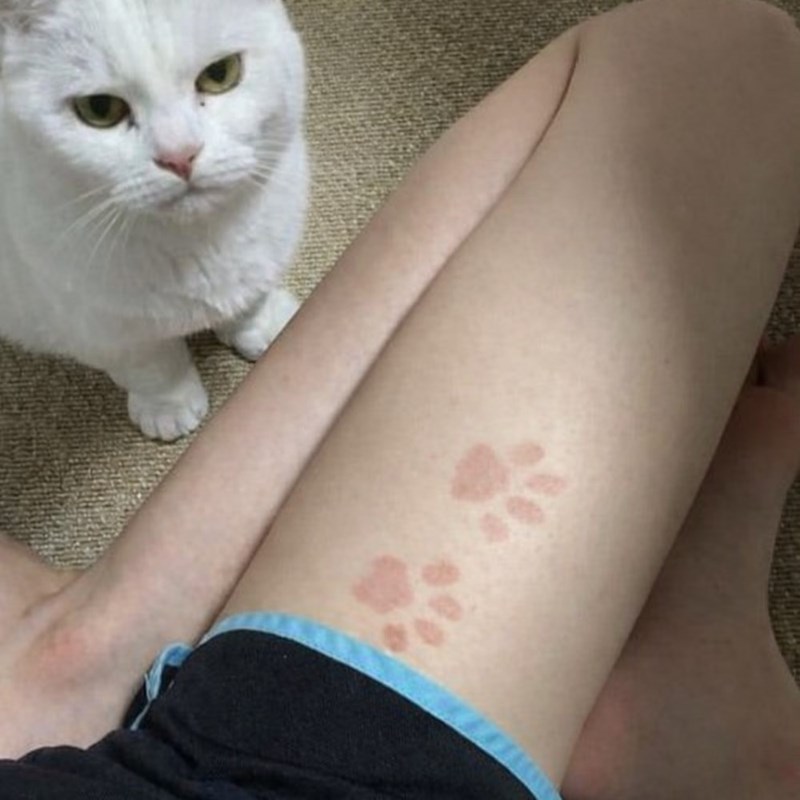 Cheezburger Image 10610920192