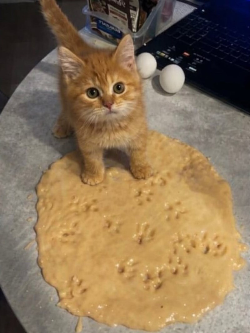 Cheezburger Image 10610920704