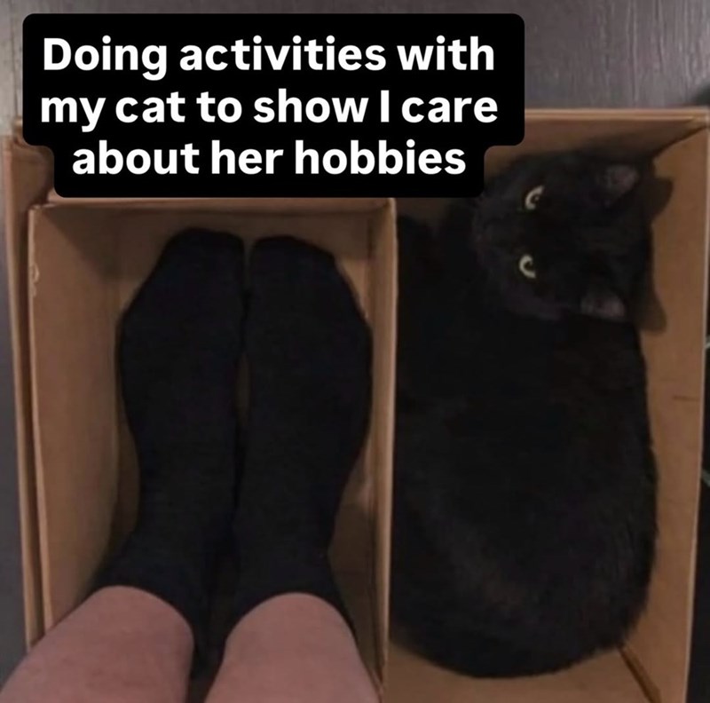 Doing activities with my cat to show I care about her hobbies V