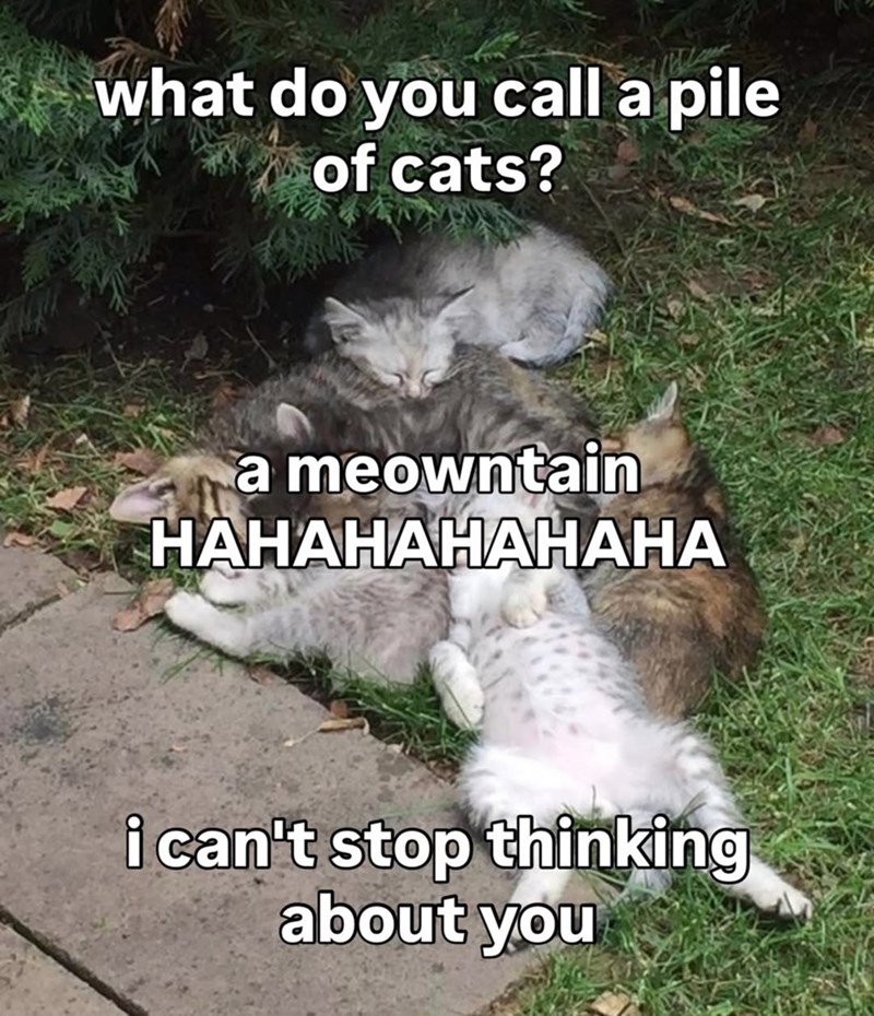 what do you call a pile of cats? a meowntain HAHAHAHAHAHA i can't stop thinking about you