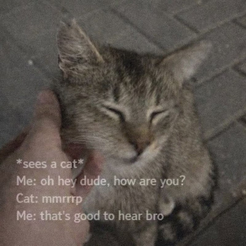 *sees a cat* Me: oh hey dude, how are you? Cat: mmrrrp Me: that's good to hear bro