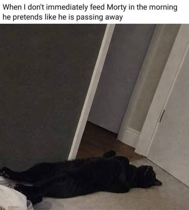 When I don't immediately feed Morty in the morning he pretends like he is passing away