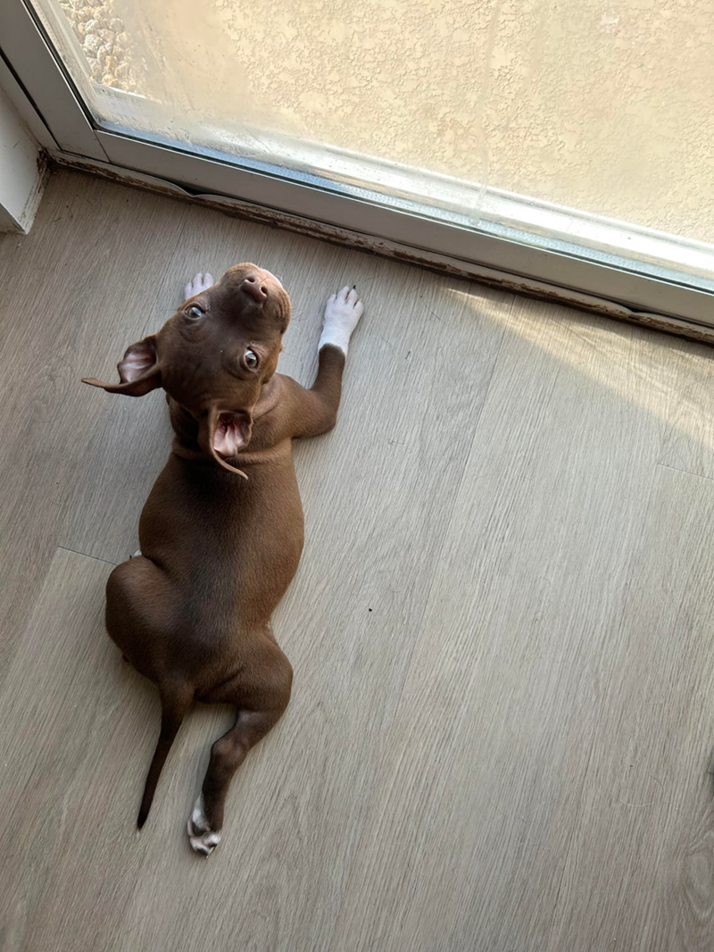 Cheezburger Image 10610927104