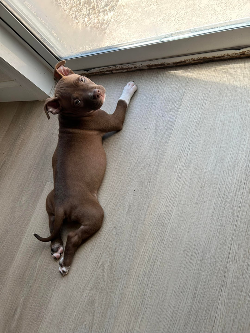 Cheezburger Image 10610927360