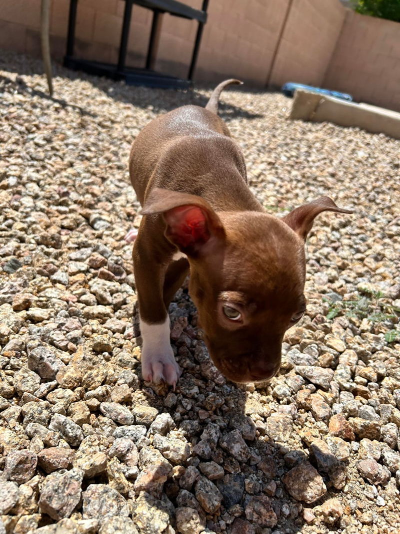 Cheezburger Image 10610927872