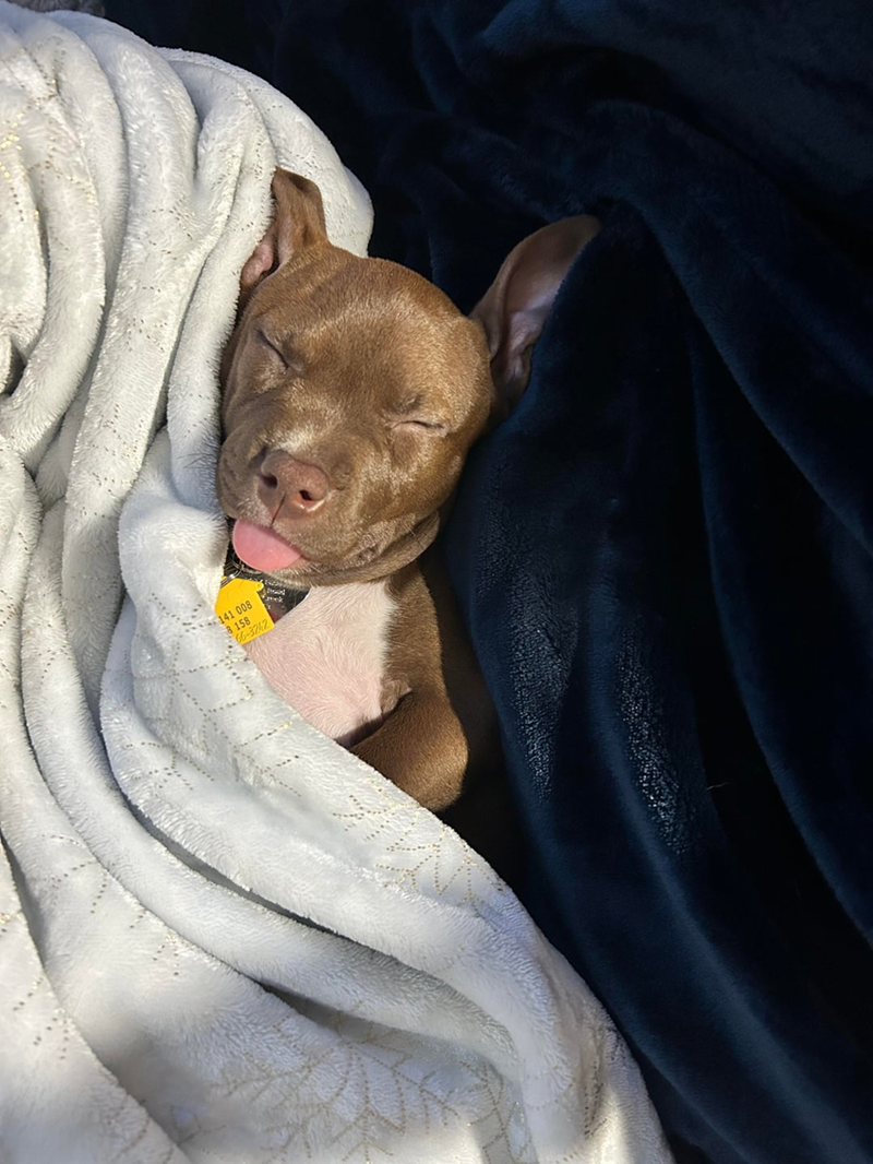 141 008 8 158 66-3242