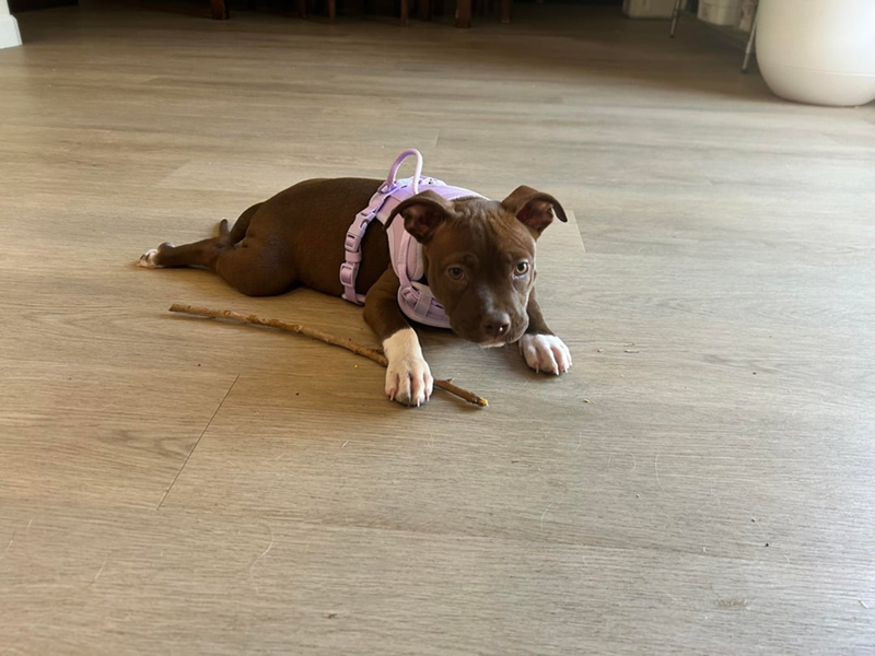 Cheezburger Image 10610928640