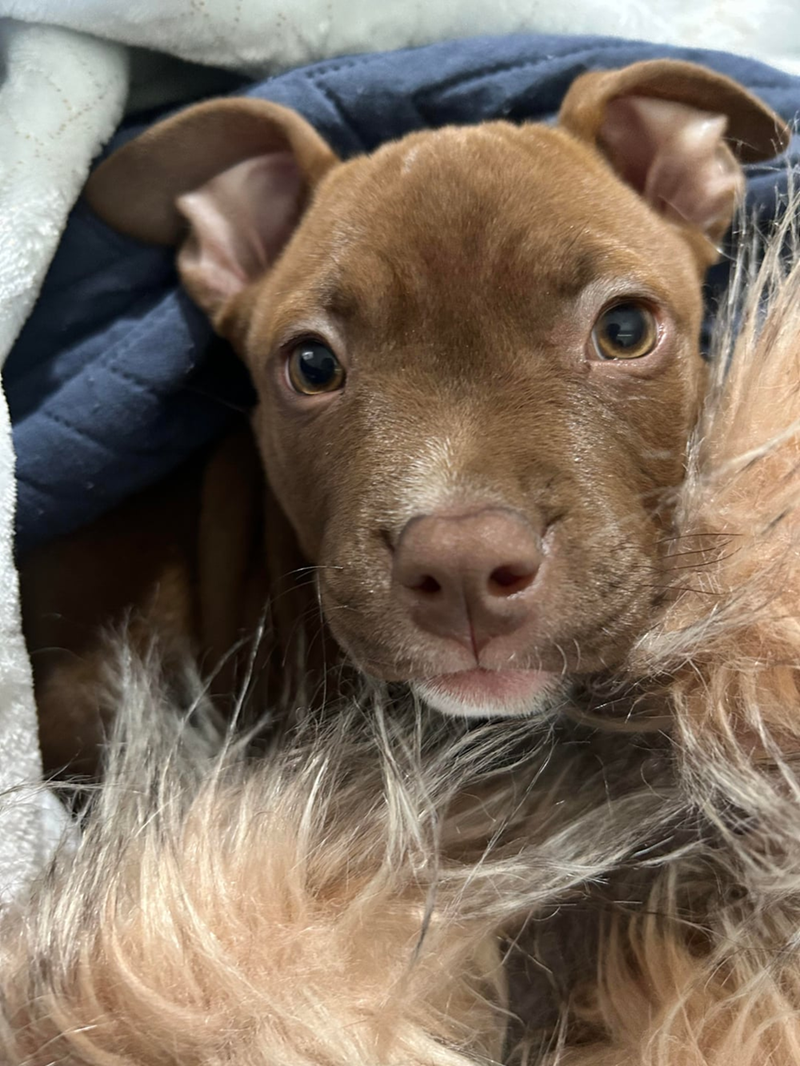 Cheezburger Image 10610928896