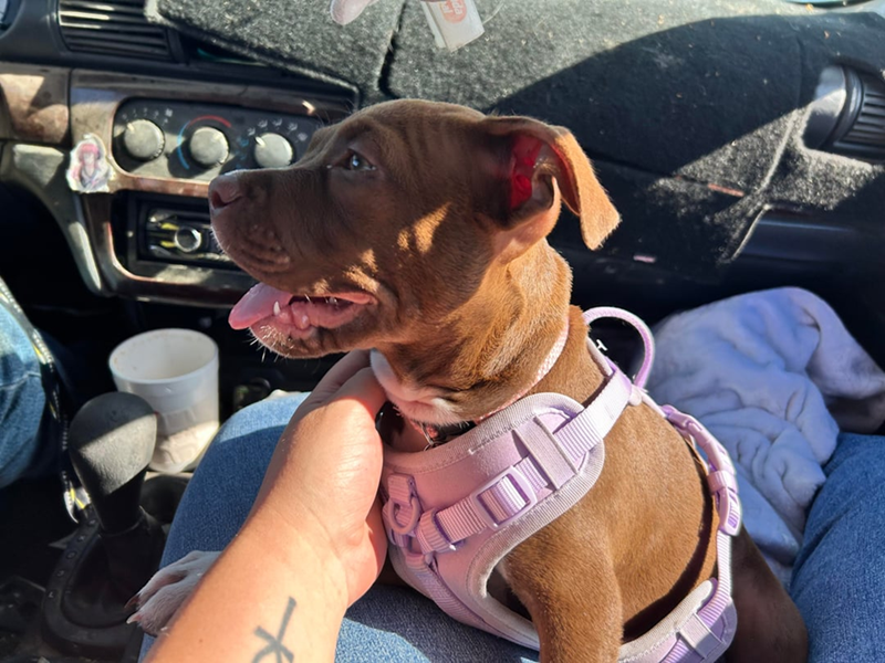 Cheezburger Image 10610930432