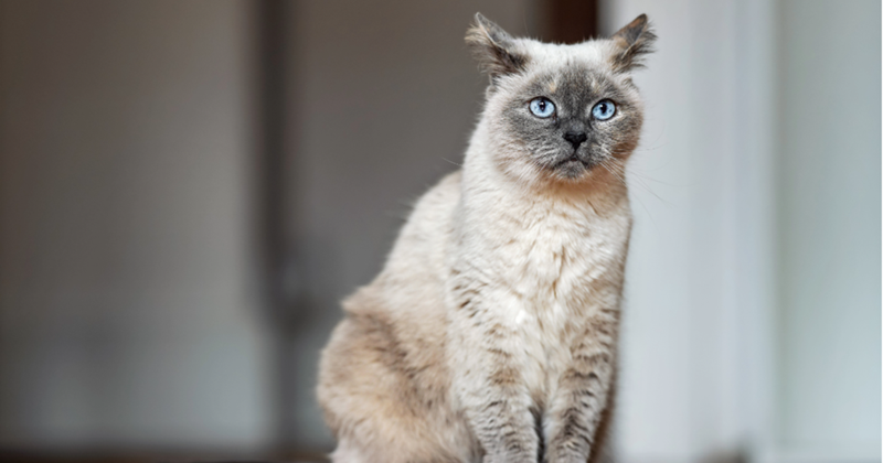 Cheezburger Image 10610944000