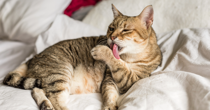 Cheezburger Image 10610944512