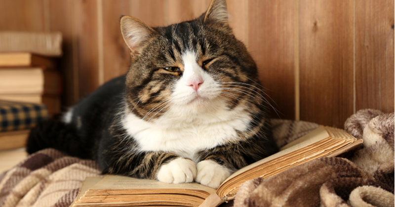 Cheezburger Image 10610944768