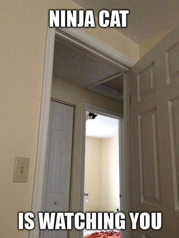 NINJA CAT 7/ IS WATCHING YOU