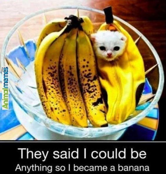 Animalmemes They said I could be Anything so I became a banana