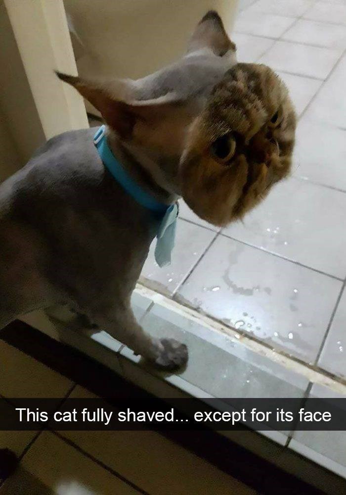 This cat fully shaved... except for its face