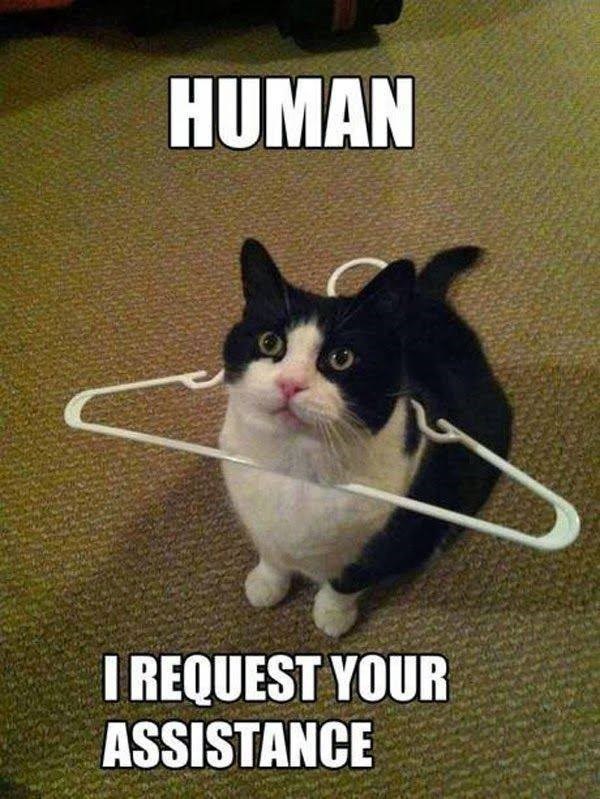 HUMAN I REQUEST YOUR ASSISTANCE