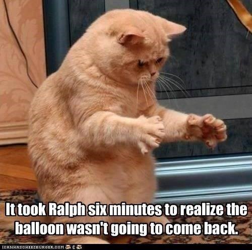 It took Ralph six minutes to realize the balloon wasn't going to come back. ICANHASCHEEZBURGER.COM
