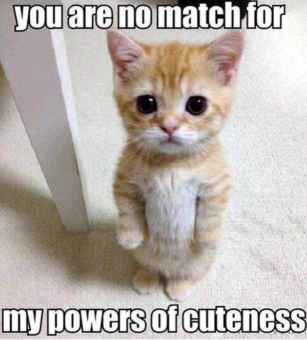 you are no match for my powers of cuteness