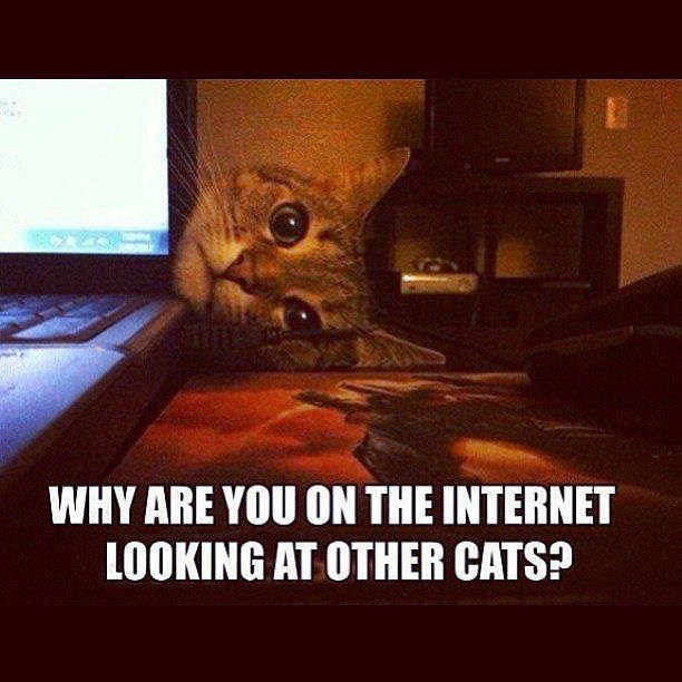 WHY ARE YOU ON THE INTERNET LOOKING AT OTHER CATS?
