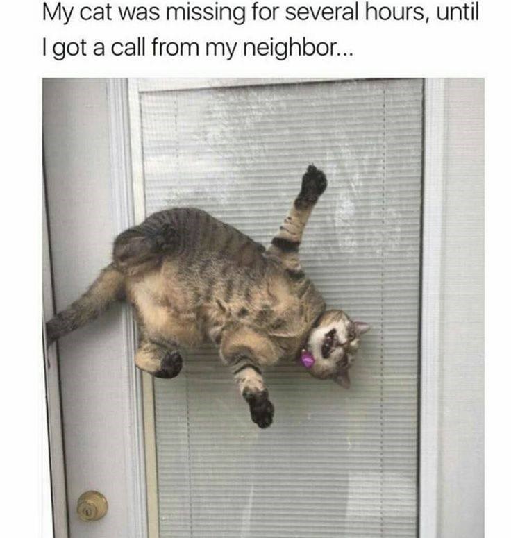 My cat was missing for several hours, until I got a call from my neighbor...