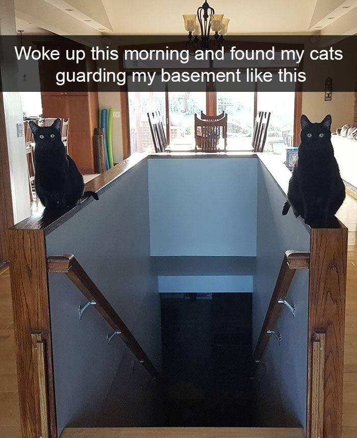 Woke up this morning and found my cats guarding my basement like this