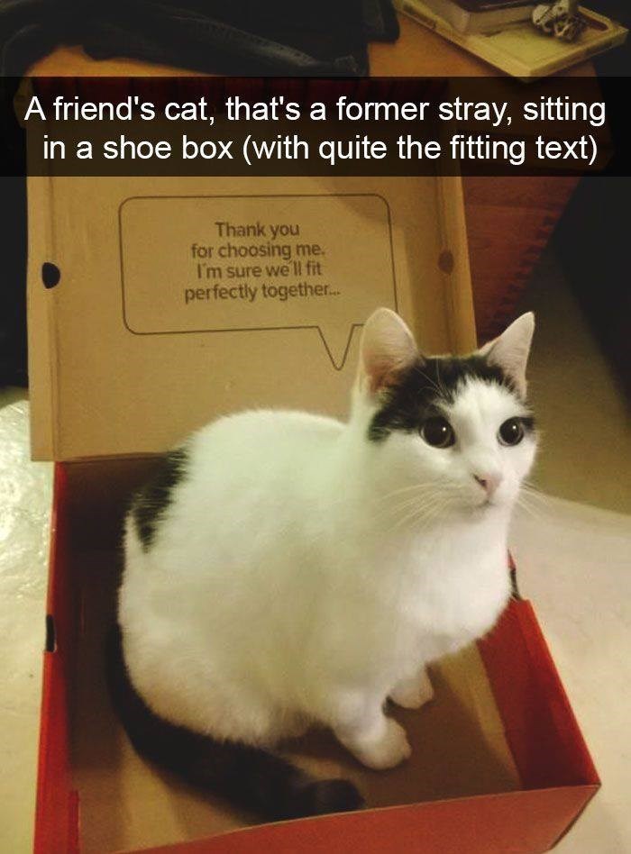 A friend's cat, that's a former stray, sitting in a shoe box (with quite the fitting text) Thank you for choosing me. I'm sure we'll fit perfectly together...