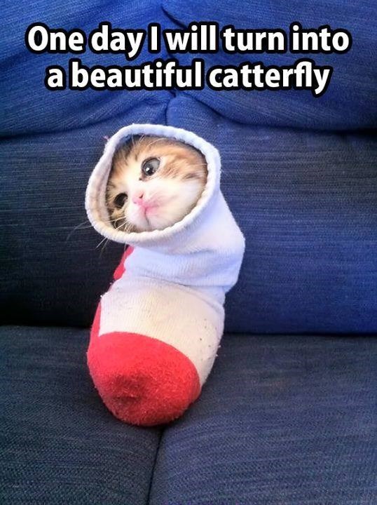 One day I will turn into a beautiful catterfly