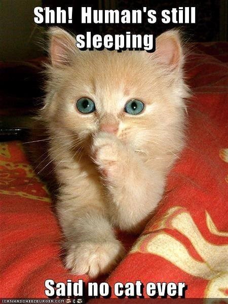 Shh! Human's still sleeping Said no cat ever ICANHASCHEEZBURGER.COM