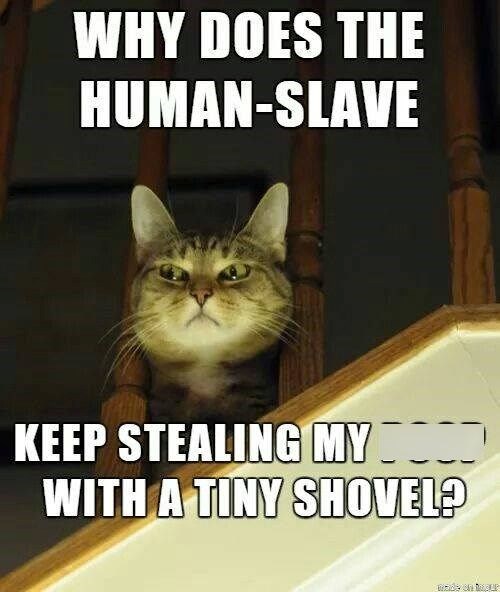 WHY DOES THE HUMAN-SLAVE KEEP STEALING MY WITH A TINY SHOVEL? made on mou