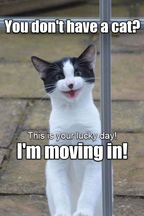 You don't have a cat? This is your lucky day! I'm moving in!