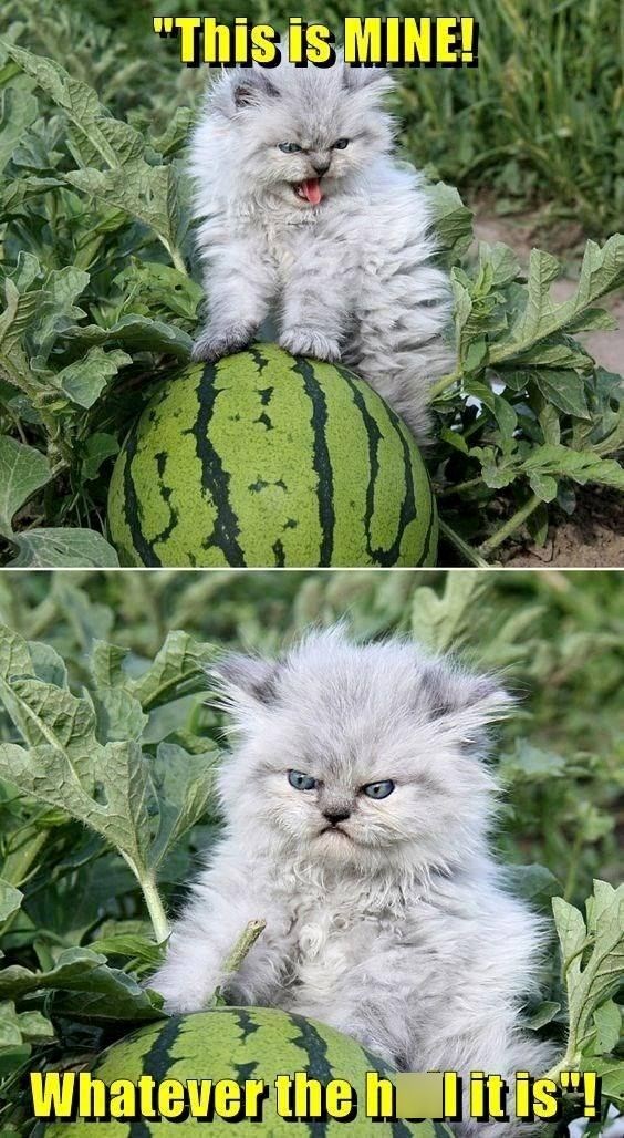 "This is MINE! Whatever the h_litis"!