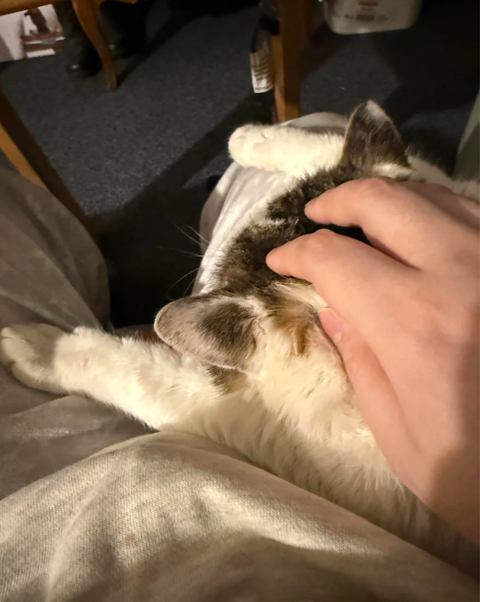 Cheezburger Image 10610973696