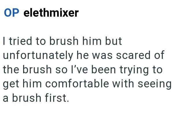 OP elethmixer I tried to brush him but unfortunately he was scared of the brush so I've been trying to get him comfortable with seeing a brush first.