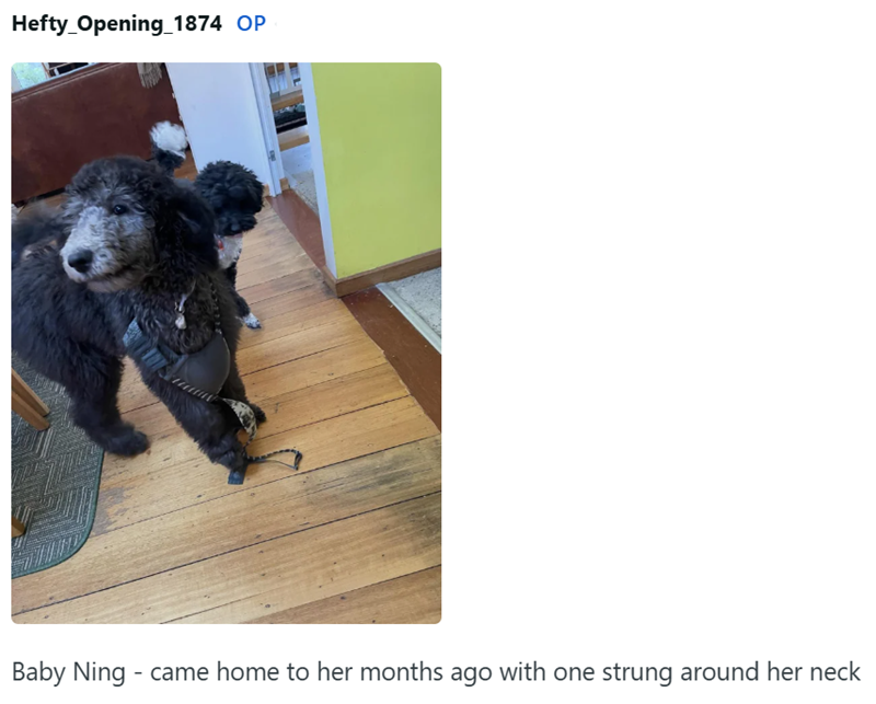 Hefty_Opening 1874 OP Baby Ning - came home to her months ago with one strung around her neck